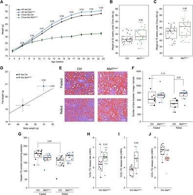 Contrasting effects of whole-body and hepatocyte-specific deletion of the RNA polymerase III repressor Maf1 in the mouse